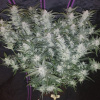 Fast Buds Mexican Airlines (3 semená) - Automatické