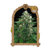 Exotic Seed - Exotic Thai 25 ks - semená neobsahujú THC