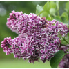 Orgován obyčajný - Syringa vulgaris ´Sensation´ - 90/110cm