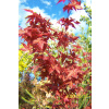 Maple Beech Birch Azalea Oak Ginkgoon Ambbrota Iné (Maple Beech Birch Azalea Oak Ginkgoon Ambbrota Iné)