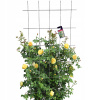 Pergola kovová Kadax mriežka 150 cm