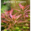 Aqua-art Ludwigia brevipes /in Vitro Aqua art/