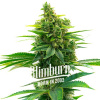 Blimburn Seeds Feminizované semená kanabisu Khalifa Kush 9 pcs