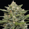 Humboldt Seed Company - Vanilla Latte Auto 5 ks - semená neobsahujú THC