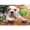 Educa Puzzle Buldog 500 dielov 13759 farebné