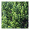 Borievka čínska - Juniperus chinensis - semená - 5 ks