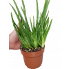 Liečenie aloe vera aloe (Liečenie aloe vera aloe)