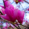 Fialová Magnolia Susan v hrnci (Fialová Magnolia Susan v hrnci)