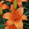 Ľalia Orange Pixie