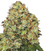 White Label Sweet Tangerine Tango (3 semená) - Automatické