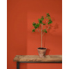 WALL PAINT Terracotta, Annie Sloan - 2,5 L