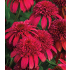 Echinacea Sombrero ´Double Cranberry´