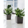 Lechuza Cube Premium All-in-One set antracit 50x50x50 cm