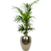 Private Label Kentia (Howea) forsteriana in Laos R24cm V190cm