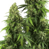 Sensi Seeds Honey Melon Kush (3 semená) - Automatické