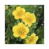 Nátržník krovitý FloraSelf Potentilla fruticosa 'Mango Tango' výška 30-40 cm kvetináč 4 l