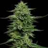 Humboldt Seed Company - The Bling 3 ks - Semená neobsahujú THC
