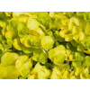 Vrbina peniazková Aurea - Lysimachia nummularia Aurea (kontajner p9)