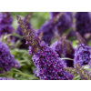 Komule Davidova Butterfly Candy Little Purple (kontajner p9)