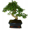 Zelkova 364 - izbové bonsaje