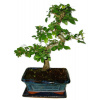 Zelkova 365 - izbové bonsaje