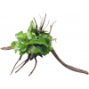Dennerle Plants Anubias barteri var. nana on Spiderwood - 1 ks