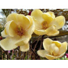 Magnólia Honey Tulip (kontajner C9)