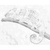 ZUTY Bodkovanie - PESTRÝ CHAMELEÓN Rámovanie: vypnuté plátno na rám, Rozmer: 40x50 cm
