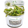 Dennerle Plants Cryptocoryne crispatula CUP - 1 ks