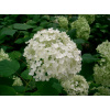 Hydrangea arborescens 'Annabelle' 9x9 Akcia (Hortenzia stromčekovitá 'Annabelle')