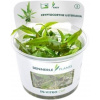 Dennerle Plants Cryptocoryne usteriana CUP - 1 ks