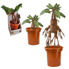 Noble Collection plyšová hračka Harry Potter Mandrake Interactive 30 cm