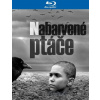 Nabarvené ptáče BD