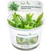 Dennerle Plants Cryptocoryne wendtii 'Broad Leaf' CUP - 1 ks