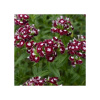 BIO Klinček bradatý Sweet William Chris - Dianthus barbatus - bio semená - 18 ks