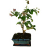 Bouganvillea 369 - izbové bonsaje