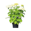 Hortenzia stromčekovitá 'Annabelle'e FloraSelf Hydrangea arborescens 'Annabelle' 50-60 cm kvetináč 5 l