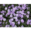 Plamienka douglasii Lilac Cloud - Phlox douglasii Lilac Cloud (kontajner p11