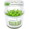 Dennerle Plants Glossostigma elatinoides CUP - 1 ks