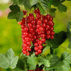 Ríbezľa Jonkheer Van Teets ker červená, voľnokorenná Ribes rubrum 'Jonkher van Teets'