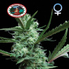 Big Buddha Seeds - Cheesus 5 ks - Semená neobsahujú THC
