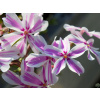 Plamienka šidlovitá Kimono Pink-White - Phlox subulata Kimono Pink - White (