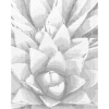 ZUTY Bodkovanie - KAKTUS AGAVE Rámovanie: vypnuté plátno na rám, Rozmer: 80x100 cm