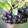 Aronia Galícijská sadenica v kontajneri 0,5-1l, 15-25 cm