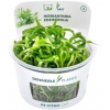 Dennerle Plants Heteranthera zosterifolia CUP - 1 ks