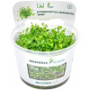Dennerle Plants Hydrocotyle tripartita 'Mini' CUP - 1 ks
