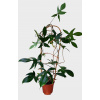 Philodendron green beauty Florida green 17x75 cm