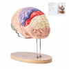 Model Iudského mozgu 1,6 KG Odnímateľná konštrukcia Realistický 3D model