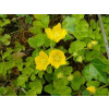 Vrbina peniazková - Lysimachia nummularia (kontajner p9)