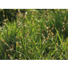 Ostrice jarné The Beatles - Carex caryophyllea The Beatles (kontajner C2)